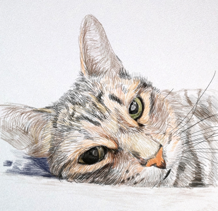exemple de dessin d'animal en couleurs mignon, idée comment faire une tete de chat dessin au crayon pour pros