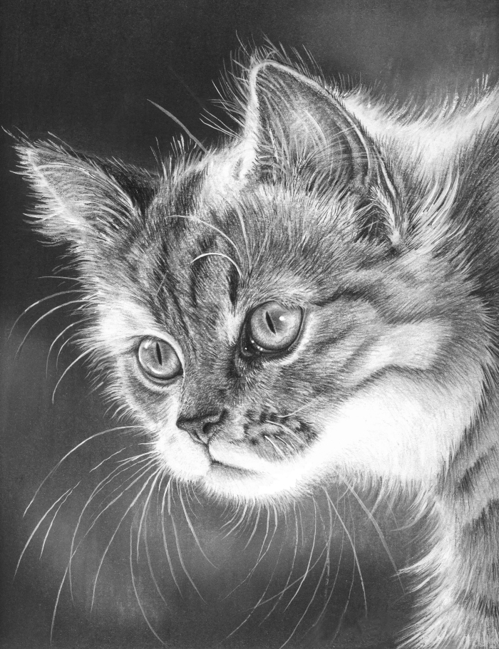 modèle de dessin tete de chat réaliste au crayon, exemples de dessins au crayon à motifs animaliers pour pros