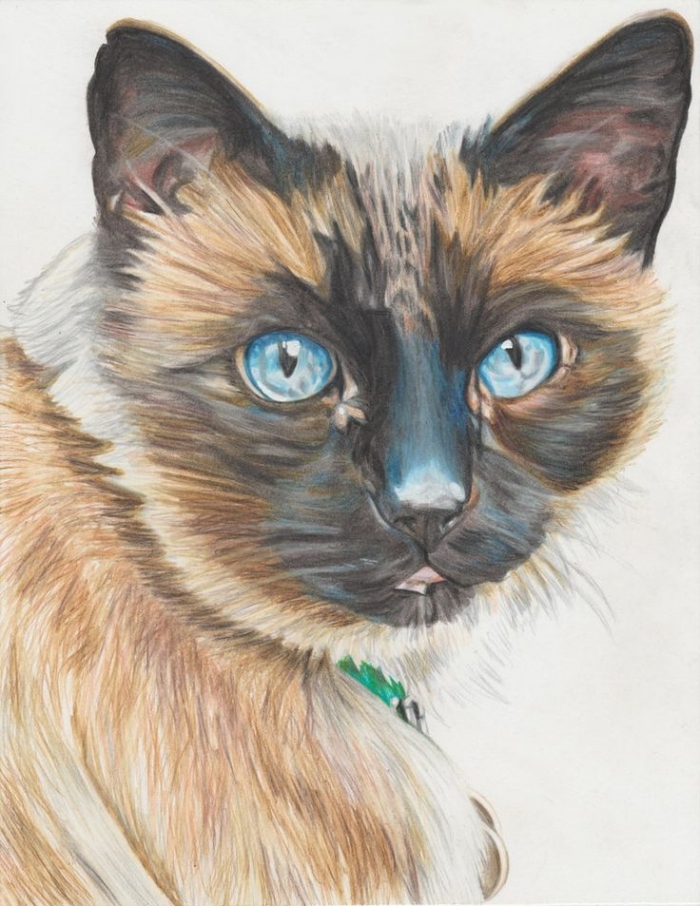 modèle de dessin de chat au crayon et en couleurs, idée pour réaliser un dessin réaliste de chat aux yeux bleus