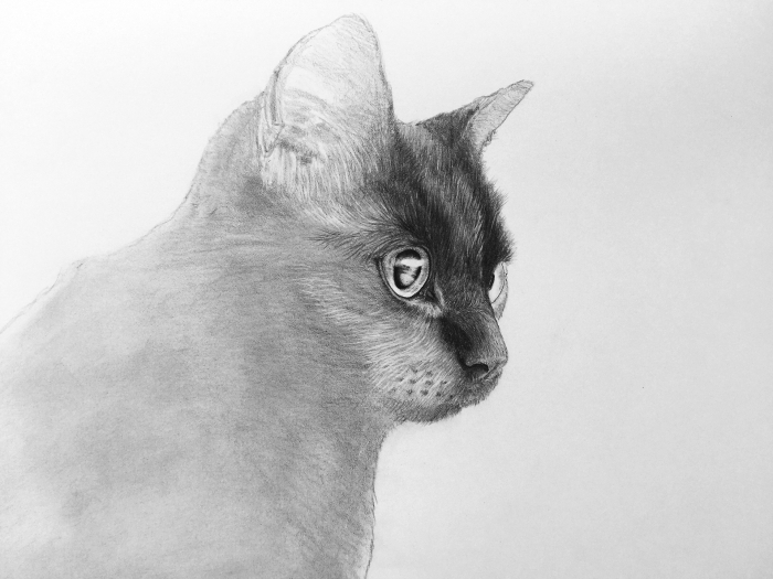 apprendre le dessin au crayon, exemple comment faire un dessin de chat facile avec crayon en blanc et noir