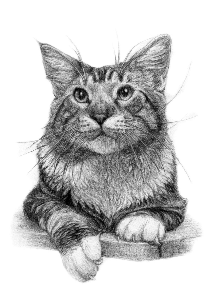 apprendre à réaliser un dessin chat noir, exemple de dessin réaliste au crayon d'un chat assis aux moustaches longues