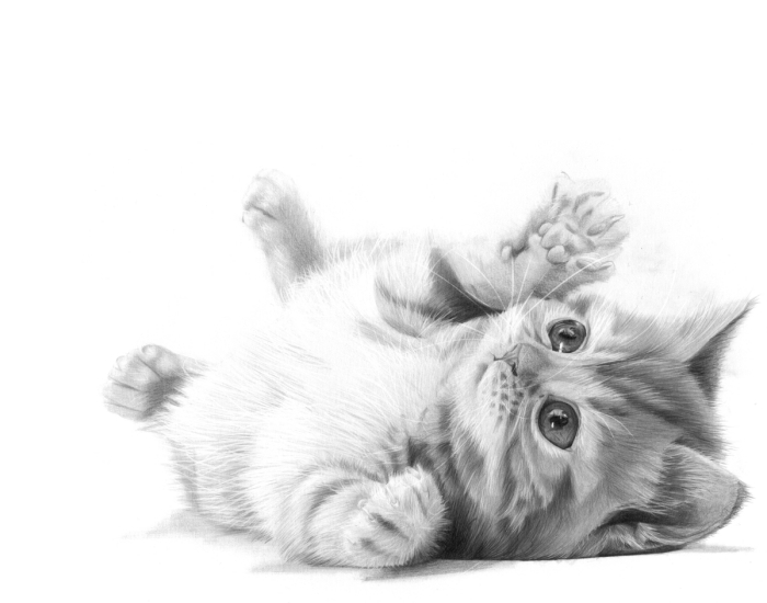 idée de dessin de chat mignon facile au crayon, exemple de joli dessin animal de compagnie en blanc et noir