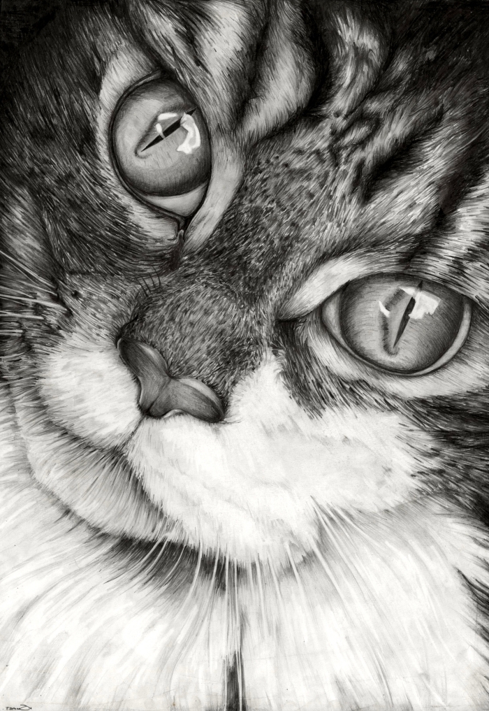 modèles de dessin de chat réaliste en blanc et noir pour pro, exemple de dessin animal de compagnie mignon