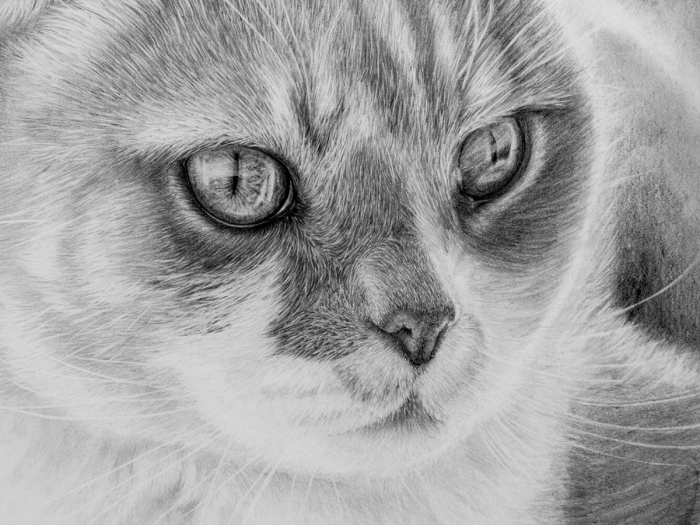 exemple de dessin de chat au crayon réaliste, comment faire un dessin animal de compagnie en blanc et noir réaliste
