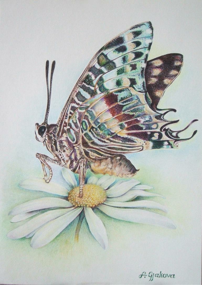 Papillon sur fleur marguerite dessin mignon, comment dessiner un joli papillon
