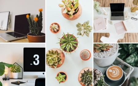 1001 Idees Inspirantes Pour Choisir Une Plante De Bureau
