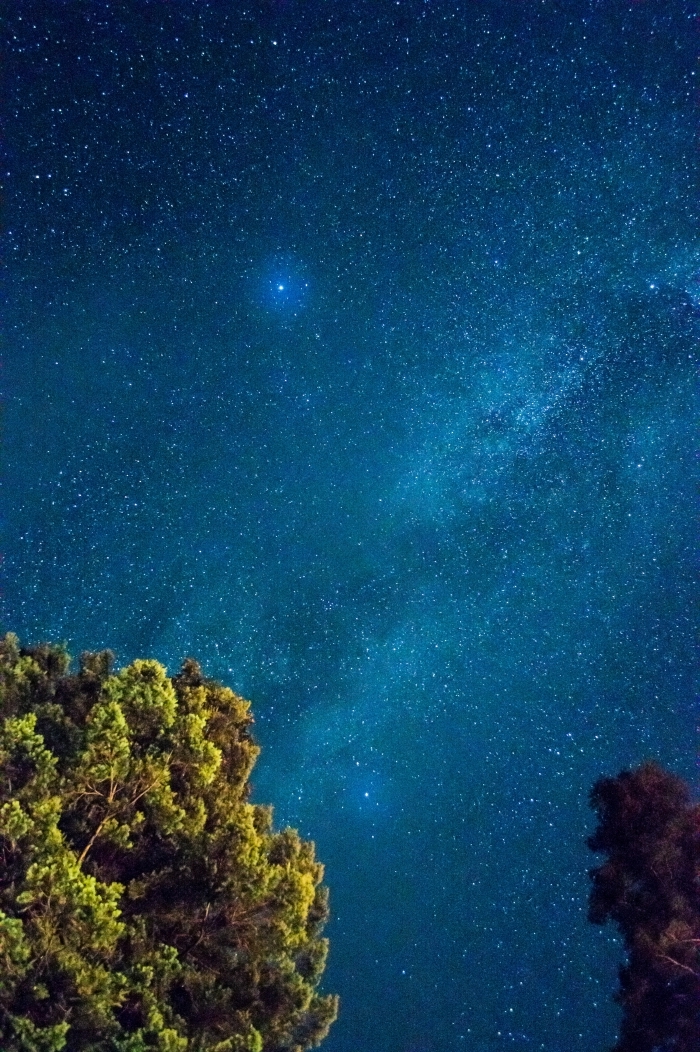 beau fond d écran pour votre smartphone, image de ciel nocturne parsemé d'étoiles et couronnes des arbres vertes