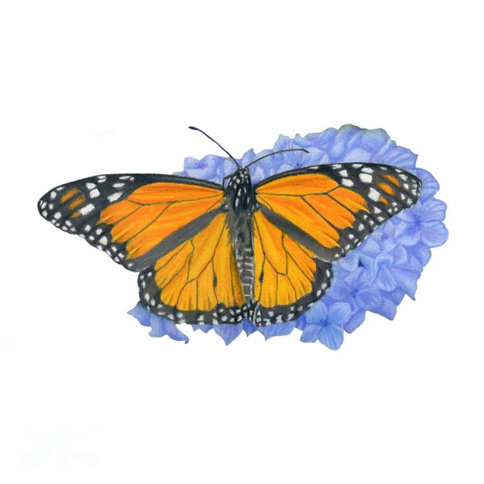 Hortensia bleu et papillon monarch image papillon, comment dessiner un papillon facile retracer 