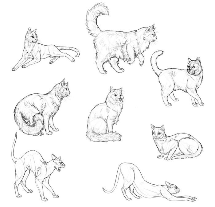 1001 Exemples Et Tutoriels Comment Dessiner Un Chat