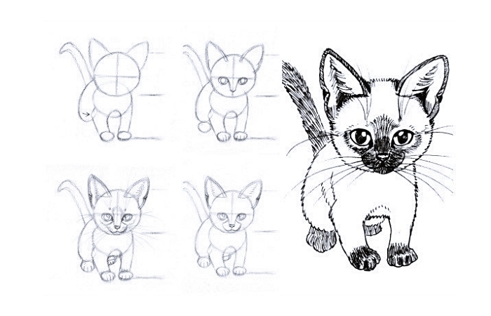 1001 Exemples Et Tutoriels Comment Dessiner Un Chat