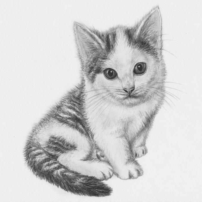 apprendre comment dessiner un chat au crayon, modèle de dessin blanc et noir d'un petit animal de compagnie mignon