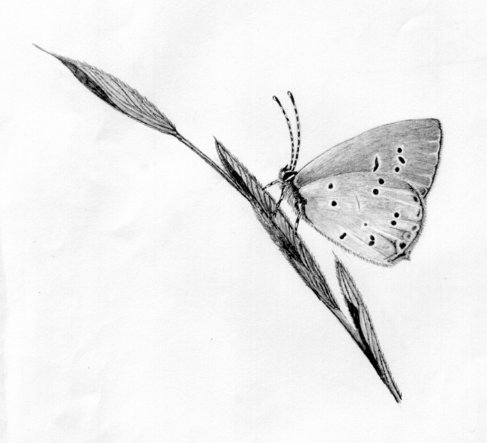 Ailes adorables papillon dessin facile, inspiration dessin facile a reproduire par etape