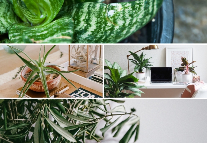 quelle plante d'intérieur choisir pour son coin de travail, idées de choix de plantes pour purifier l'air dans son bureau