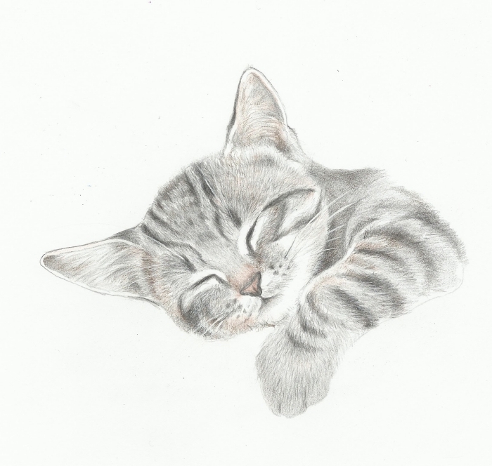 modèle de dessin tete de chat mignon, exemple de dessin au crayon à motif animal domestique chat qui dort