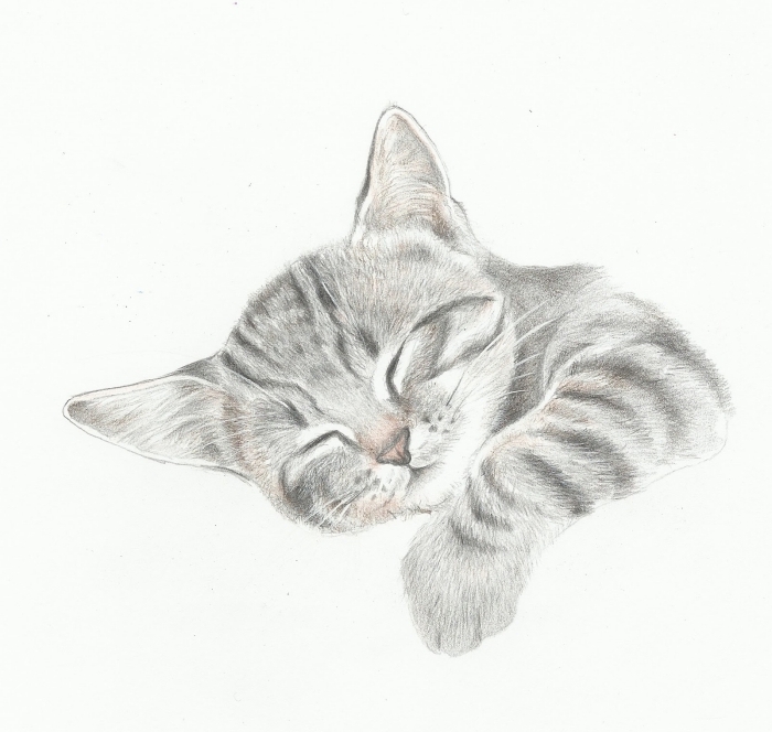 7+ Dessin De Chat Facile A Imprimer Gratuit Background ...