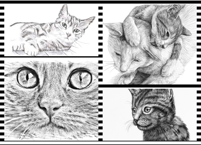 Coloriage des animaux domestiques : le chat