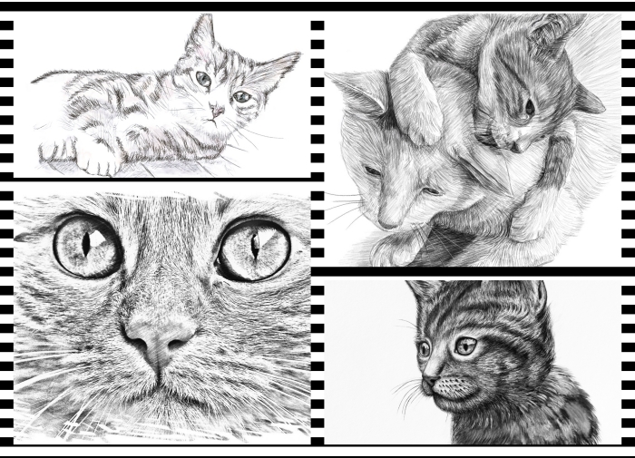 apprendre à réaliser un dessin chat facile, modèles de dessin mignon au crayon pour débutants et pros