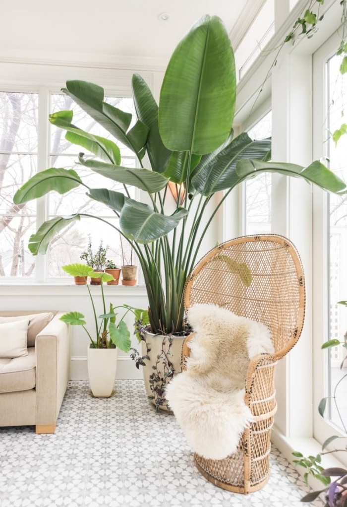 quelles plantes pour intérieur, déco rotin dans un salon blanc et beige, modèle de chaise rotin tendance couvert de housse blanche