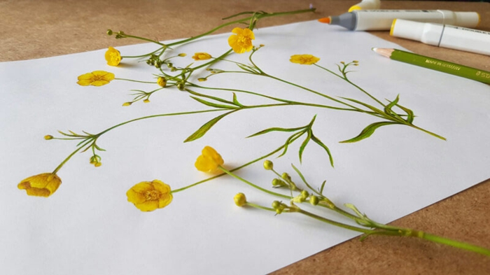 Realiste dessin fleurs botanique reprodution, apprendre le dessin réaliste mur deco art fleurs jaunes