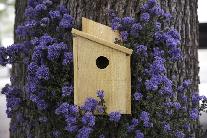 simple modèle de cabane oiseaux fabriqué avec planches de bois non traité, DIY maison pour petite oiseau sur arbre