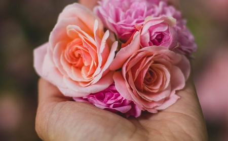 Offrir Une Rose Eternelle En Geste D Amour Inconditionnel Tout Savoir Sur Cette Magnifique Idee De Cadeau Pour Femme Archzine Fr