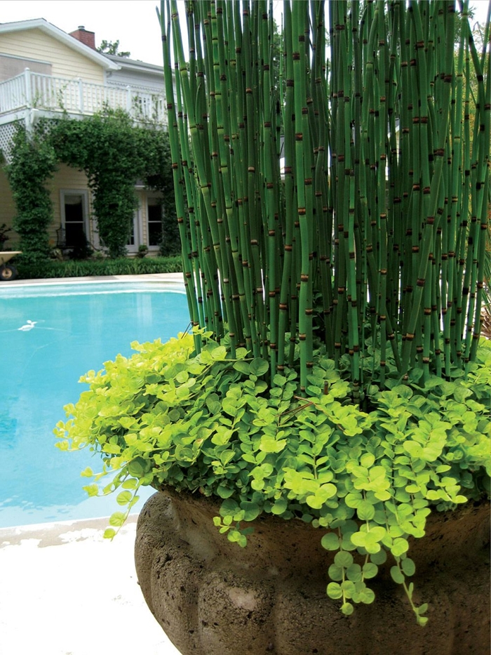 brise vue bambou design extérieur aménagement piscine plantes grimpantes façade maison terrasse bois blanc gros pot bambou