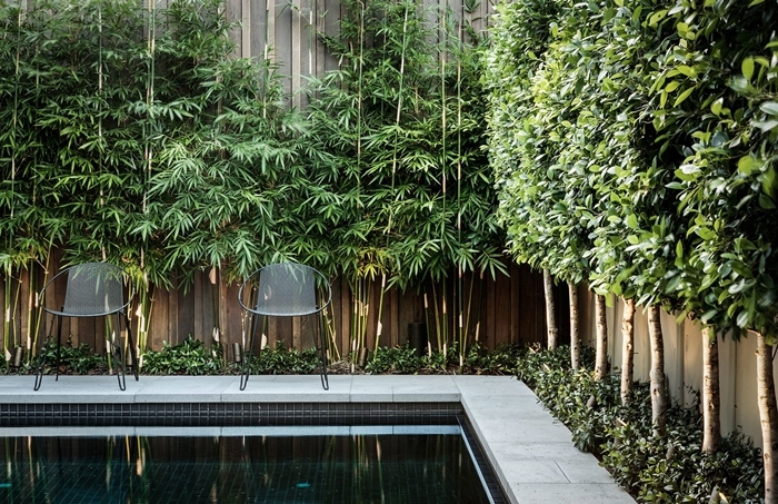 cloture brise vue design extérieur style moderne aménagement cour arrière piscine chaise métal mur bois plantes grimpantes végétation