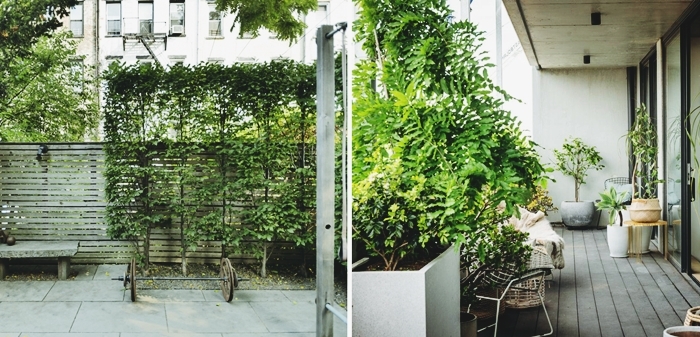 comment installer mur privatif intimite dans le jardin ou sur le balcon plantes cache vis a vis plantes grimpantes