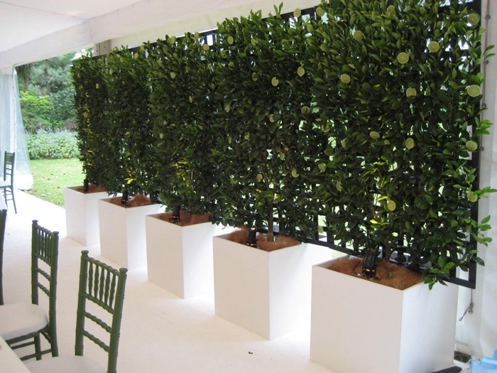 design extérieur aménagement cour arrière terrasse blanche chaises vertes mur brise vue grillage plantes grimpantes gros pots blancs