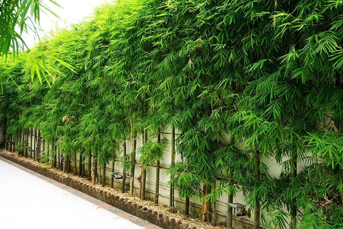 bamboo hedge along a wall in southeast asia