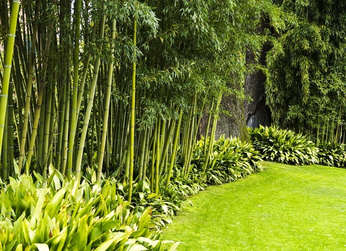 haie de jardin bambou clôture design extérieur jardinage pelouse plantes vertes arbustes brise vue végétal conseils plantes