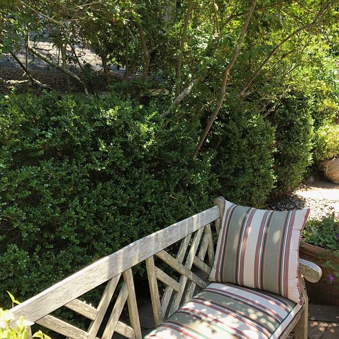 haie végétale brise vue banquette bois aménagement cour arrière avec mur végétal cache vis à vis arbustes plantes extérieur