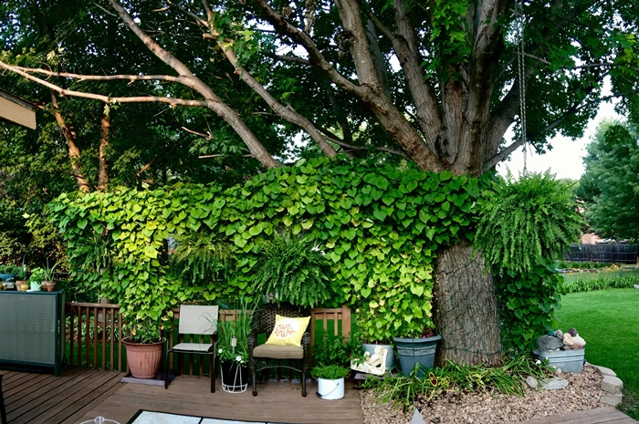 jardinage conseils intimité jardin mur végétal plantes vertes gros pots de fleurs chaise rotin déco extérieure haie brise vue