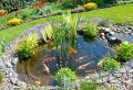 Aménagement de petit bassin de jardin – les points clés pour inviter le monde aquatique chez soi