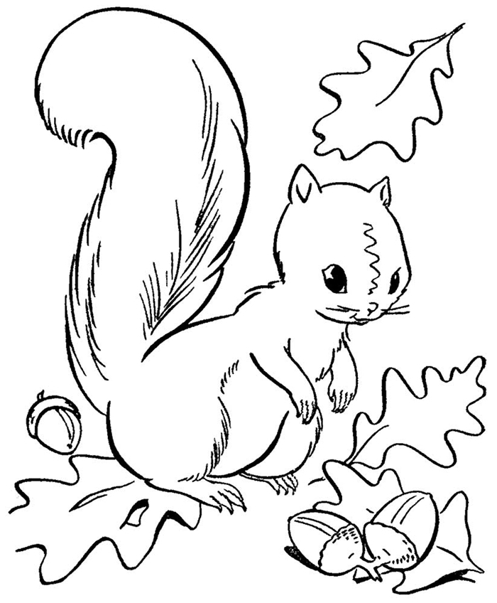 animal de forêt nature automne page à colorier blanc et noir pour enfants dessin écureuil glands et feuilles coloriage 3 ans