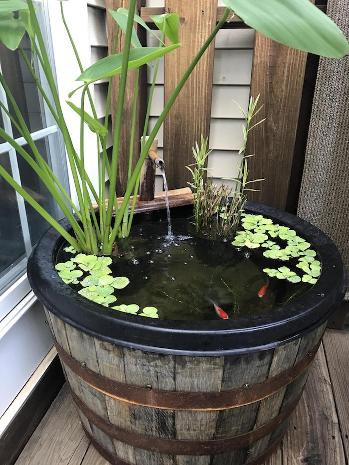 bac bassine vintage transformé en bassin carpe koi de poissons et vegetation aquatique dans angle de la pièce