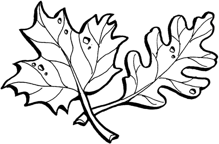 dessin grosse feuilles lignes détails page à imprimer et colorer coloriage feuille d automne art thérapie pour grands et petits