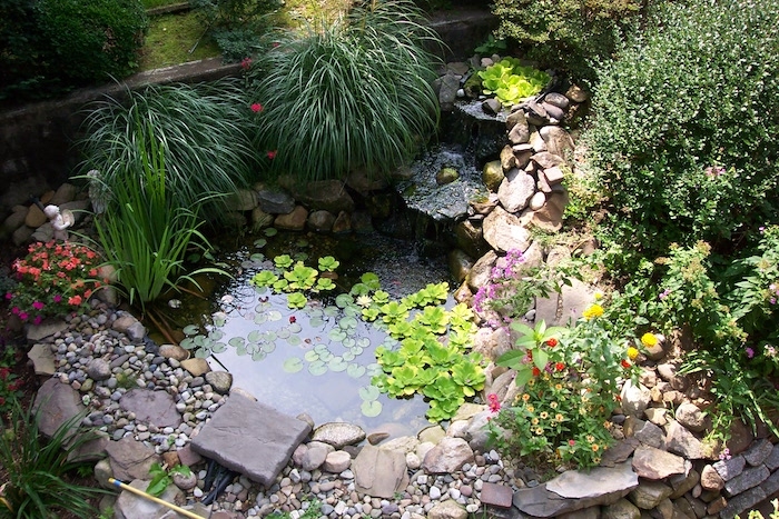 faune aquatique dans un petit bassin de jardin enterré et enturné de galets et pierres avec cascade de bassin fait maison