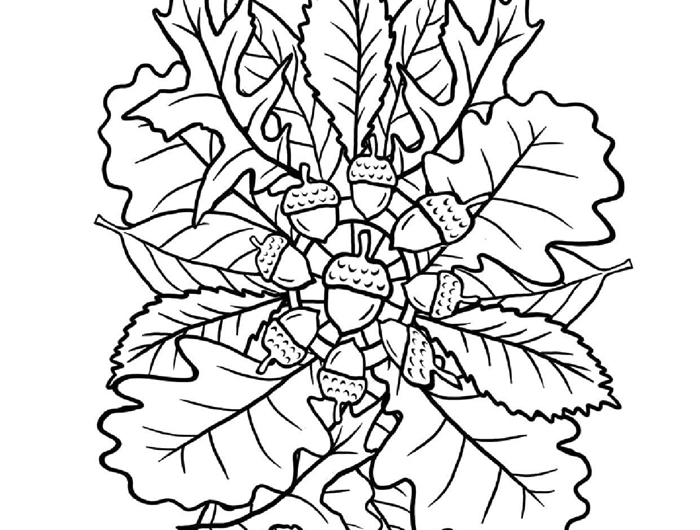 feuilles séchées nature dessin simple à colorer pour enfants et adultes page coloriage champignon forêt glands nature
