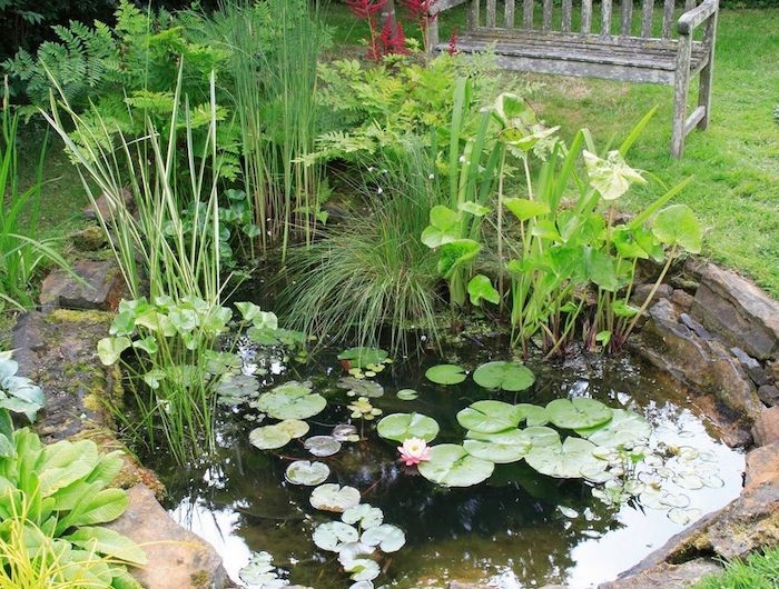 idee deco bassin petit bassin de pierre avec des plantes de bassin aquatiques vertes