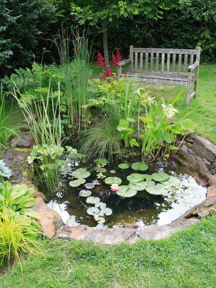 idee deco bassin petit bassin de pierre avec des plantes de bassin aquatiques vertes