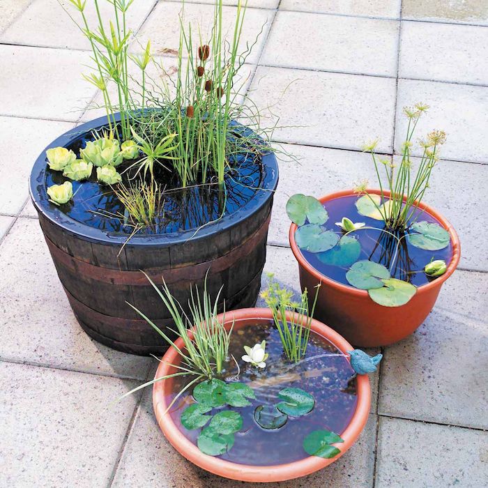 pots de fleurs transformées en bassin exterieur avec des nymphéas plantes aquatique et gravier