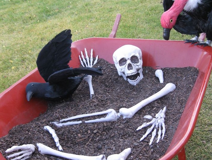 brouette de jardin avec terreau squelette corbeau artificiel deco halloween qui fair peur pour le jardin