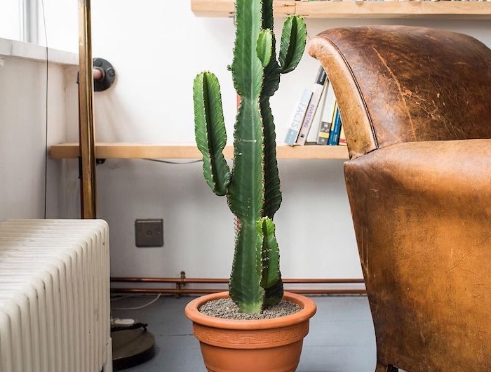 cactus en guise de bout de canapé pot de plante grande plante salon exotique originale