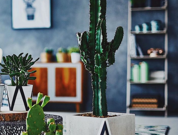 cactus en pot de beton plante appartement multitude de cactus en pot dans un salon aux murs bleu marine
