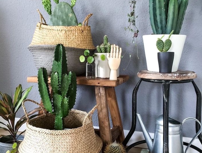 cactus osier panier et autres petits cactus en pot tabouret de bois mur gris parquet bois clair
