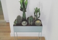 La déco avec cactus – vivre comme dans un Western !