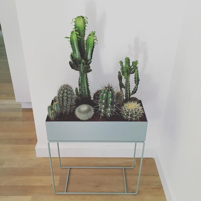 coin de la piece avec jardinière sur pieds avec multitute de cactus plantées à l intérieur plante appartement