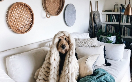 comment faire le salon plus confortable pour vois et pour le chien couleur de peinture pour salon moderne canapé blanc