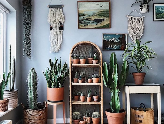 plante d intérieur exotique pots de cactus geants et petits cactus sur étagère de bois tissage mural mur gris deco jungle urbain
